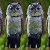4 X Woodside Large Realistic Bird/Pigeon/Crow Owl Decoy With Rotating Head 1 4 X Woodside Large Realistic Bird/Pigeon/Crow Owl Decoy With Rotating Head -ALA Garden Shop HADNVQZCIOD