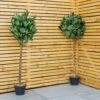 Woodside Artificial Topiary Bay Leaf Tree 4ft Indoor Outdoor Plant (pack Of 2) -ALA Garden Shop ILLCTYUZMH2
