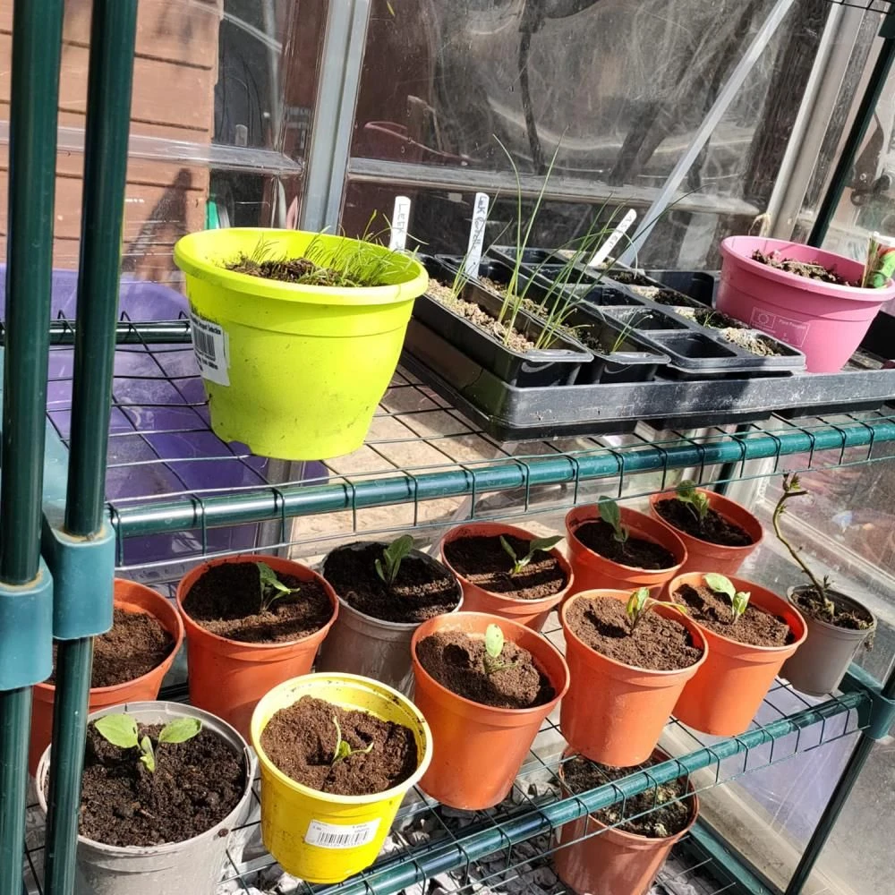 Woodside Greenhouse Shelving 2 Pack 5 Woodside Greenhouse Shelving 2 Pack - Image 3